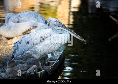 Rotterdam, Niederlande - 06. AUG 2020: pelikanvögel chillen in den Schatten für die heiße Sommersonne. Stockfoto