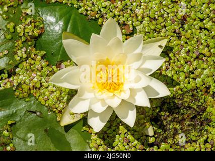 Nymphaea blüht im Figgate Park, Edinburgh, Schottland Stockfoto