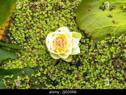 Nymphaea blüht im Figgate Park, Edinburgh, Schottland Stockfoto