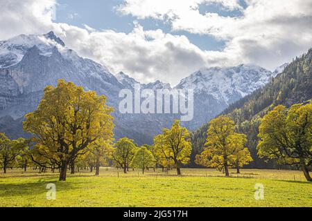 Herbst Ahornbaum mit Sonnenleuchten Karwendel Berg mit dem ersten Schnee Stockfoto