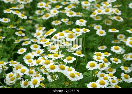 Griechische Kamille blüht in einer Nahaufnahme landschaftlich schöne Aussicht - ein schönes Beispiel für Bio-wachsenden Heilpflanzen in einer Wiese, in der Sommersaison Stockfoto