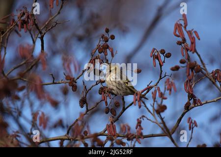 die siskin ernährt sich von den Samen einer Erle Stockfoto