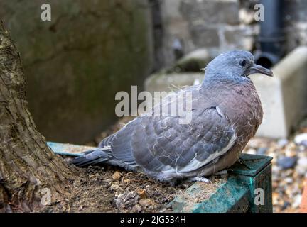 Eine junge Gemeine Holztaube (Columba palumbus) in Suffolk, Großbritannien Stockfoto