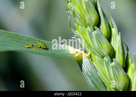 Blattläuse (geflügelte und flügelfreie) werden im Herbst auf Wintergetreide gesalbt. Wichtige Schädlinge und Krankheitsvektoren (BYDV) - verursacht durch Viren . Stockfoto