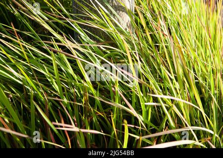 Grünes Gras, das im Wind schwankt, Nahaufnahme. Naturrasen in Bewegung Hintergrund für Design oder Projekt für die Veröffentlichung, Poster, Bildschirmschoner, Wallpaper Stockfoto
