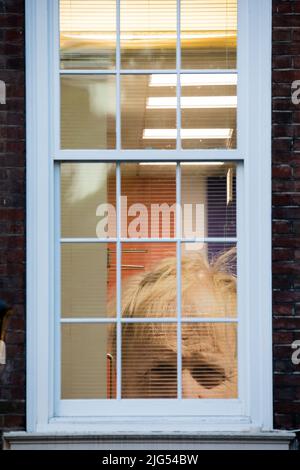Hauptquartier der konservativen Partei, London, Großbritannien. 7.. Juli 2022. An dem Tag, an dem der britische Premierminister Boris Johnson seinen Rücktritt ankündigt, ist noch immer ein riesiger Gesichtsausdruck durch das Fenster eines Büros im Hauptquartier der Konservativen Partei in Westminster zu sehen. Amanda Rose/Alamy Live News Stockfoto