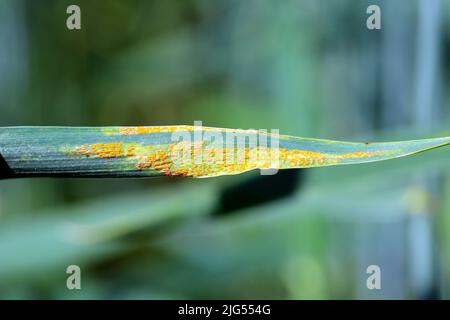 Starker gelber oder streifenrost Puccinia striiformis auf einer Weizenernte. Stockfoto