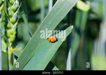 Marienkäfer (Coccinella septempunctata) ein roter Käfer mit sieben Flecken, die auf einer Weizenblattpflanze ruhen, die gemeinhin als Marienkäfer bekannt ist. Stockfoto