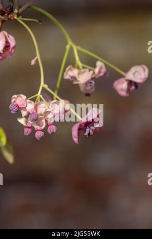 Nahaufnahme von Blumen auf einer Schokoladenpflanze (akebia quinata) Stockfoto