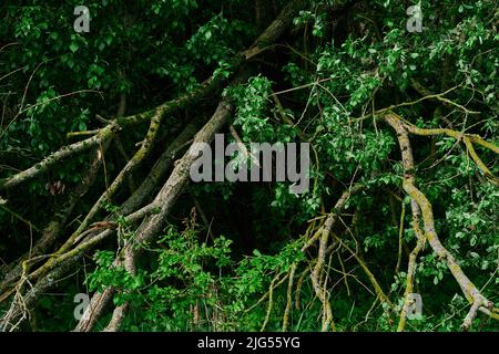 Knarrige Äste und Wurzeln eines umgedrehten Baumes grün Stockfoto