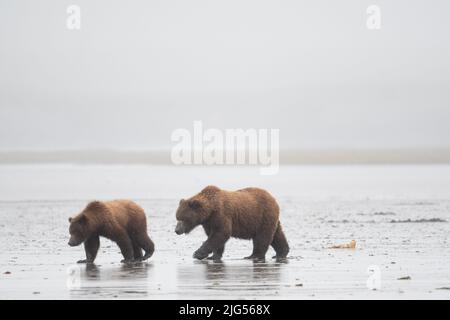 Der Alaskan-Braunbär sät und klettert an einem nebligen und nebligen Tag in McNeil River Game Sanctuary and Refuge auf eine Schlammlage Stockfoto