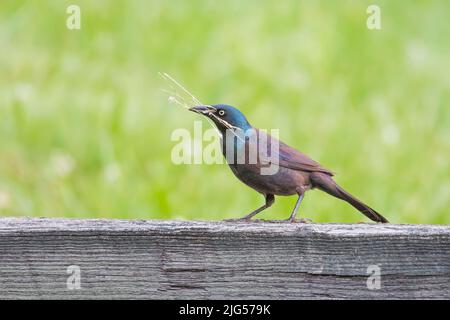 Männlicher Grütze (Quiscalus quiscula) mit Nestmaterial. Der National Historical Park von Ohio Canal und der Stadt. Maryland. USA Stockfoto