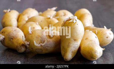 Gekeimte Kartoffeln. Makroaufnahme von Saatkartoffeln mit Sprossen. Wurzelpflanzen zum Pflanzen. Landwirtschaft und Landwirtschaft. Stockfoto