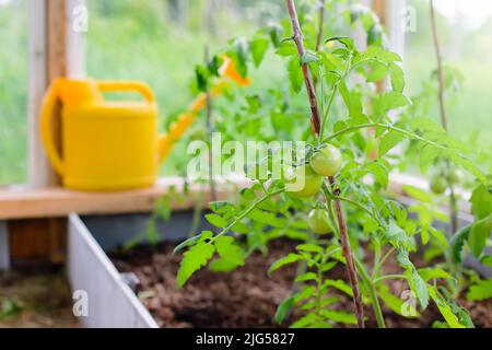 Junge grüne Tomatenfrüchte wachsen auf einem Busch, in einem Gartenbeet in einem Gewächshaus. Stockfoto