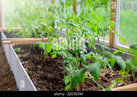 Tomatensträucher, die im Sommer auf einem Gartenbett in einem Gewächshaus auf einem Bauernhof wachsen. Stockfoto