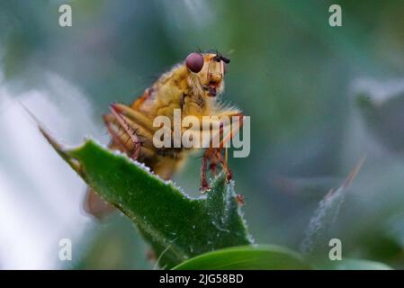 Scathophaga stercoraria ruht auf Silybum marianum Blatt in Stourton Stockfoto