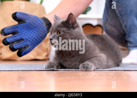 Ein Mann kämmt eine graue Katzenchartreuse mit einem Silikonhandschuh. Stockfoto