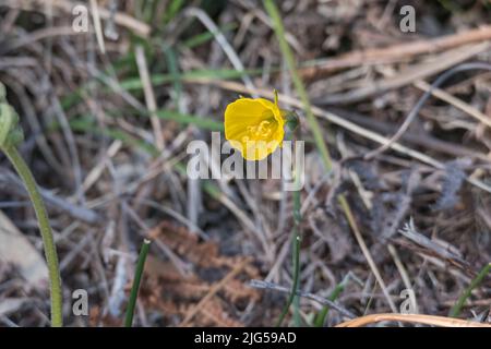 narcissus gelbe Blume blüht im Wald im Frühling im Freien Stockfoto