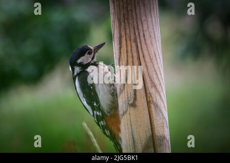 Großspecht (Dendrocopos major, syn. Picoides major) Stockfoto