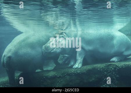 Nahaufnahme eines Nilpferdes unter dem Wasser im Zoo. Hippo ruht unter Wasser. Stockfoto