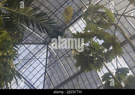 Tropisches Gewächshaus in Nantes, Frankreich Stockfoto