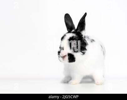 Ein kleines schwarz-weißes Zwergkaninchen, das auf einem weißen Hintergrund sitzt Stockfoto