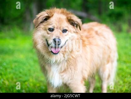 Ein glücklicher Retriever x Chow Chow Mischlingshund im Freien Stockfoto