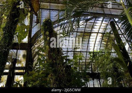 Tropisches Gewächshaus in Nantes, Frankreich Stockfoto