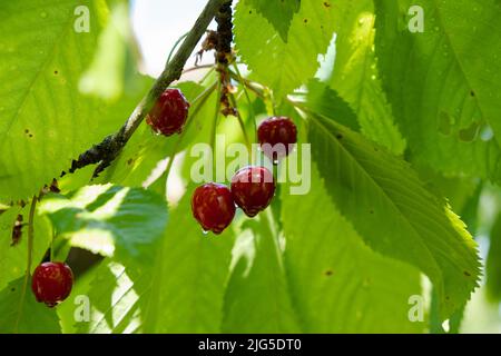 Reife Kirschen hängen an einem süssen Kirschbaum-Ast. Vogelkirschbaum. Wassertropfen auf Früchten nach Regen. Stockfoto