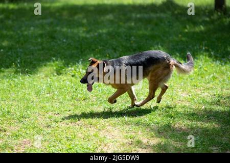 Schäferhund läuft durch den Park, auf dem Gras. Hochwertige Fotos Stockfoto