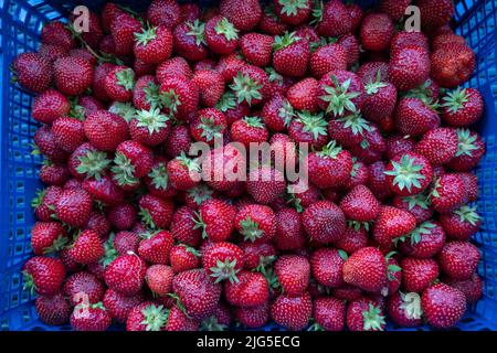 Frisch gepflückte Erdbeeren in blauer Plastikbox. Köstliche Schachtel Erdbeeren auf dem Markt Stockfoto