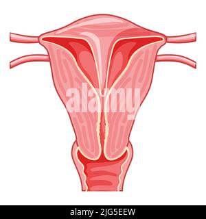 Septum septate uterus Weibliche Fortpflanzungsorgane. Vorderansicht. Menschliche Anatomie interne Organe Lokation Schema, Gebärmutterhals, Eileiter flach Stil Symbol Vektor medizinische Illustration isoliert Stock Vektor