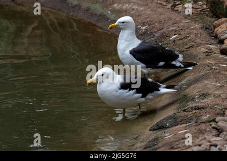 Ein Paar Kelp Gull (Larus dominicanus) in Sydney, NSW, Australien (Foto: Tara Chand Malhotra) Stockfoto