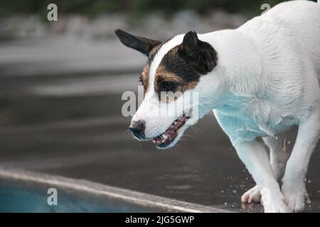 Nahaufnahme des aktiven Jack Russell Terrier Hundes am Pool, der kurz vor dem Eingang in den Pool steht Stockfoto