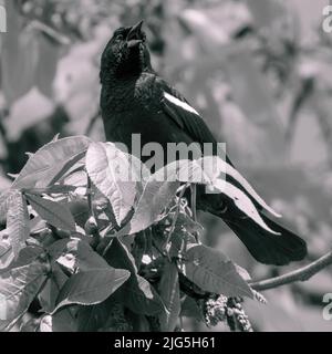 Auf einem Ast sitzt eine rot geflügelte Amsel. Stockfoto