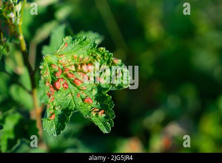 Blatt einer roten Johannisbeere der staunenden Blattpflanzen-Läuse. Hochwertige Fotos Stockfoto