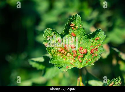 Blatt einer roten Johannisbeere der staunenden Blattpflanzen-Läuse. Hochwertige Fotos Stockfoto