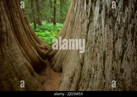 Giant Cedars in Ross Creek National Scenic Area, Montana, USA Stockfoto