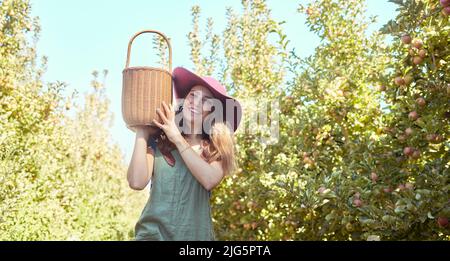 Porträt einer glücklichen Frau, die an sonnigen Tagen auf einer nachhaltigen Obstplantage draußen einen Korb hält und frische Äpfel von einem Baum pflückt. Fröhlicher Bauer Stockfoto