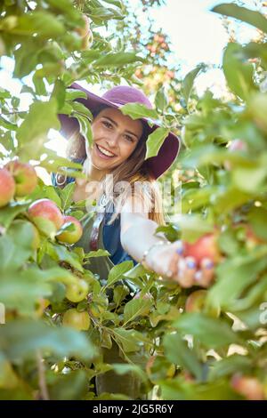 Porträt einer glücklichen Frau, die an sonnigen Tagen draußen auf nachhaltigem Obstgarten frischen roten Apfel von Bäumen pflücken muss. Fröhlicher Bauer Stockfoto