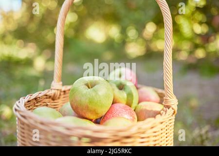 Frische Äpfel in einem Korb, der an einem sonnigen Tag im Freien aus einem Obstgarten geerntet wird. Saft, nahrhafte und köstliche Früchte gepflückt, wenn reif, um auf einem zu genießen Stockfoto