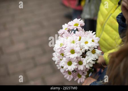 Bouquet von Gänseblümchen. Blumen in der Hand. Gedenkblumen. Details der Feier. Stockfoto