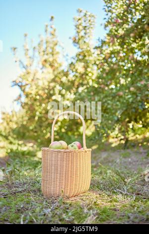 Äpfel frisch gepflückt und von einem nachhaltigen Obstgarten geerntet, gesammelt in einem Picknickkorb auf einem Feld draußen an einem sonnigen Tag. Saftig Stockfoto