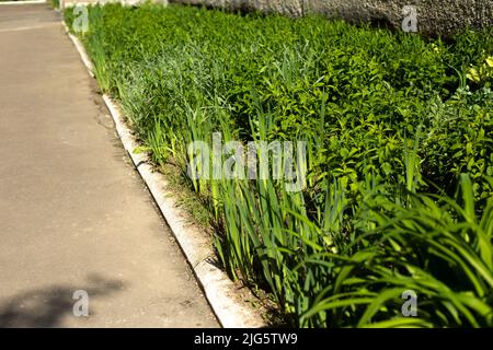 Grünes Gras entlang der Straße. Blumenbeet in der Nähe des Gebäudes. Grüne Pflanzen draußen. Stockfoto