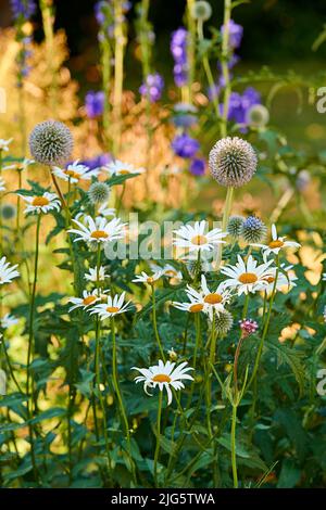 Nahaufnahme von frischen Gänseblümchen und großer Kugeldistel in einem Garten. Ein Haufen von weißen und lila Blumen auf einem Feld, die Schönheit in der Natur und Stockfoto