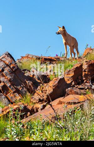 Dingo auf Mt Bruce Stockfoto