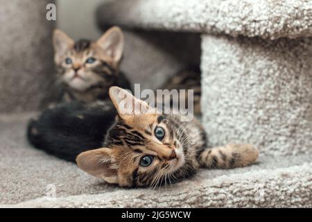 Zwei junge, niedliche bengal-Kätzchen, die drinnen auf einem weichen Katzenregal eines Katzenhauses sitzen. Stockfoto