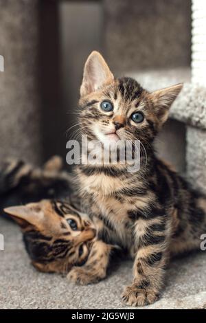 Zwei junge, niedliche bengal-Kätzchen, die drinnen auf einem weichen Katzenregal eines Katzenhauses sitzen. Stockfoto