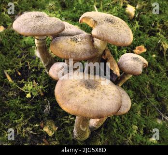 Eine häufige Pilzart, die im grünen Gras im Freien auf einem Rasen in der Natur wächst. Ein Haufen oder eine Gruppe von invasiven Pilzen Armillaria Borealis in einem Wald Stockfoto