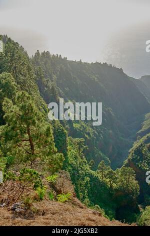 Landschaftlich schöner Blick auf den üppigen grünen Wald in den Bergen von La Palma, Kanarische Inseln in Spanien. Hohe Kiefern, die in einem stillen Zen-Wald wachsen. Natur bei Stockfoto